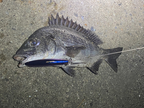 クロダイの釣果