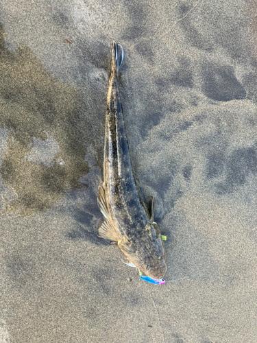 マゴチの釣果