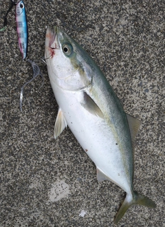 ワカシの釣果