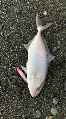 ショゴの釣果