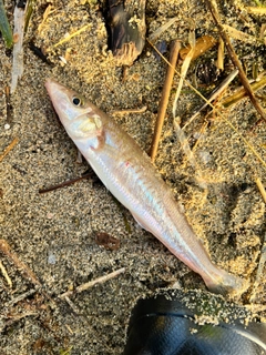 キスの釣果