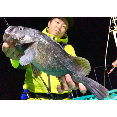 クロソイの釣果