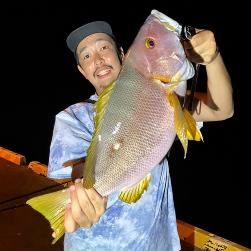 シブダイの釣果