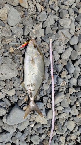 ショゴの釣果