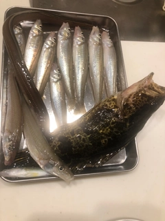 キスの釣果