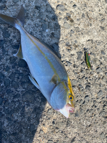 ネリゴの釣果