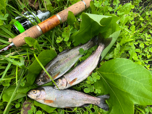 ニジマスの釣果