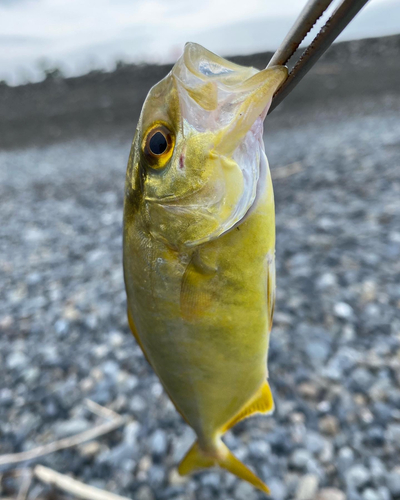 ショゴの釣果