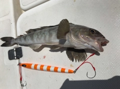 ホッケの釣果