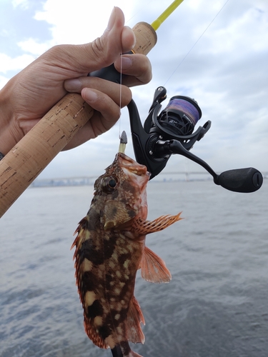 カサゴの釣果