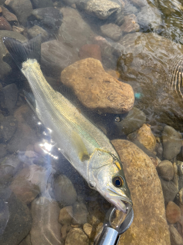 セイゴ（マルスズキ）の釣果