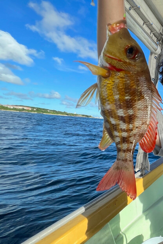 クチナジの釣果