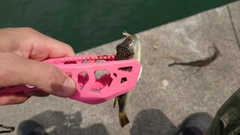 クサフグの釣果