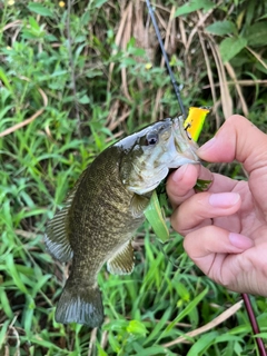 スモールマウスバスの釣果