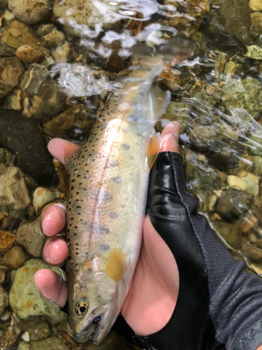 ヤマメの釣果