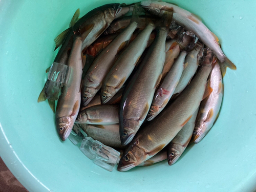 アユの釣果