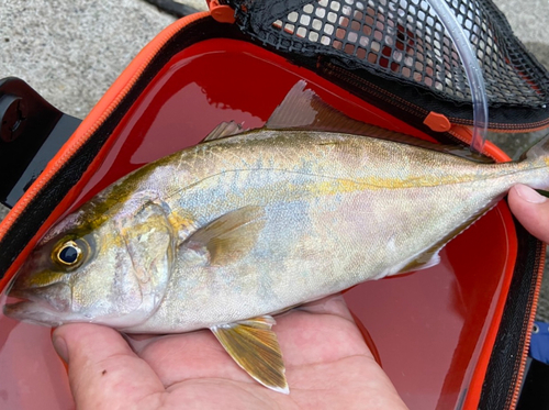 ショゴの釣果