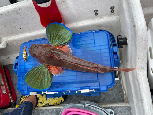 ホウボウの釣果