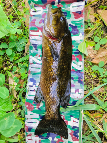 スモールマウスバスの釣果