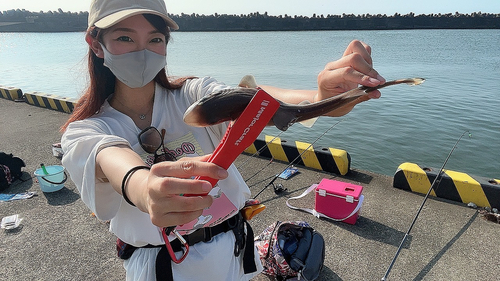 ホシザメの釣果