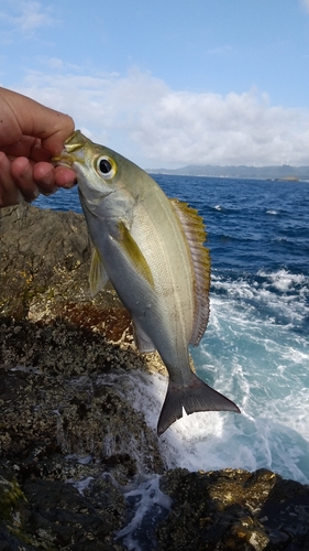 イサキの釣果