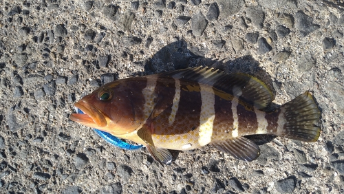 アオハタの釣果