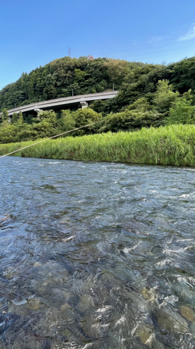 アユの釣果