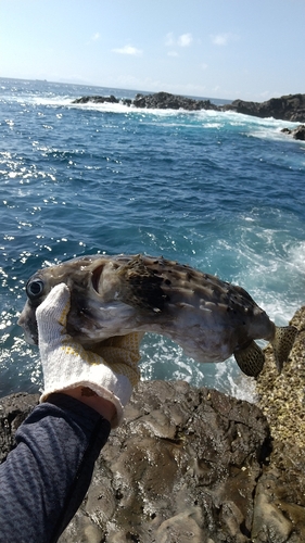 イシガキフグの釣果