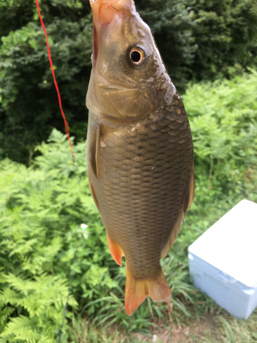 コイの釣果