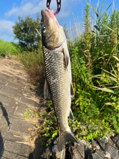 ニゴイの釣果