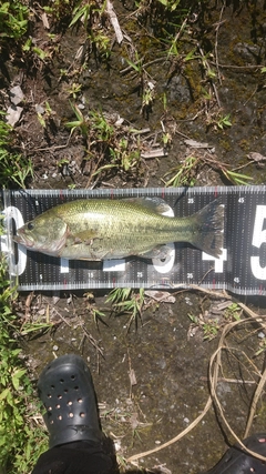 ブラックバスの釣果