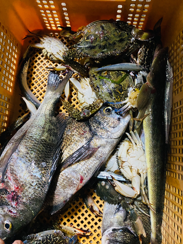 タイワンガザミの釣果