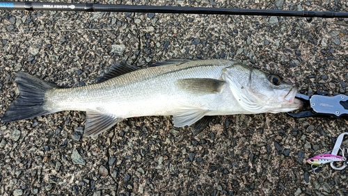 シーバスの釣果