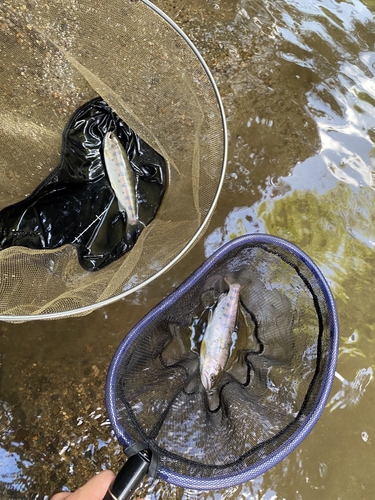 ヤマメの釣果