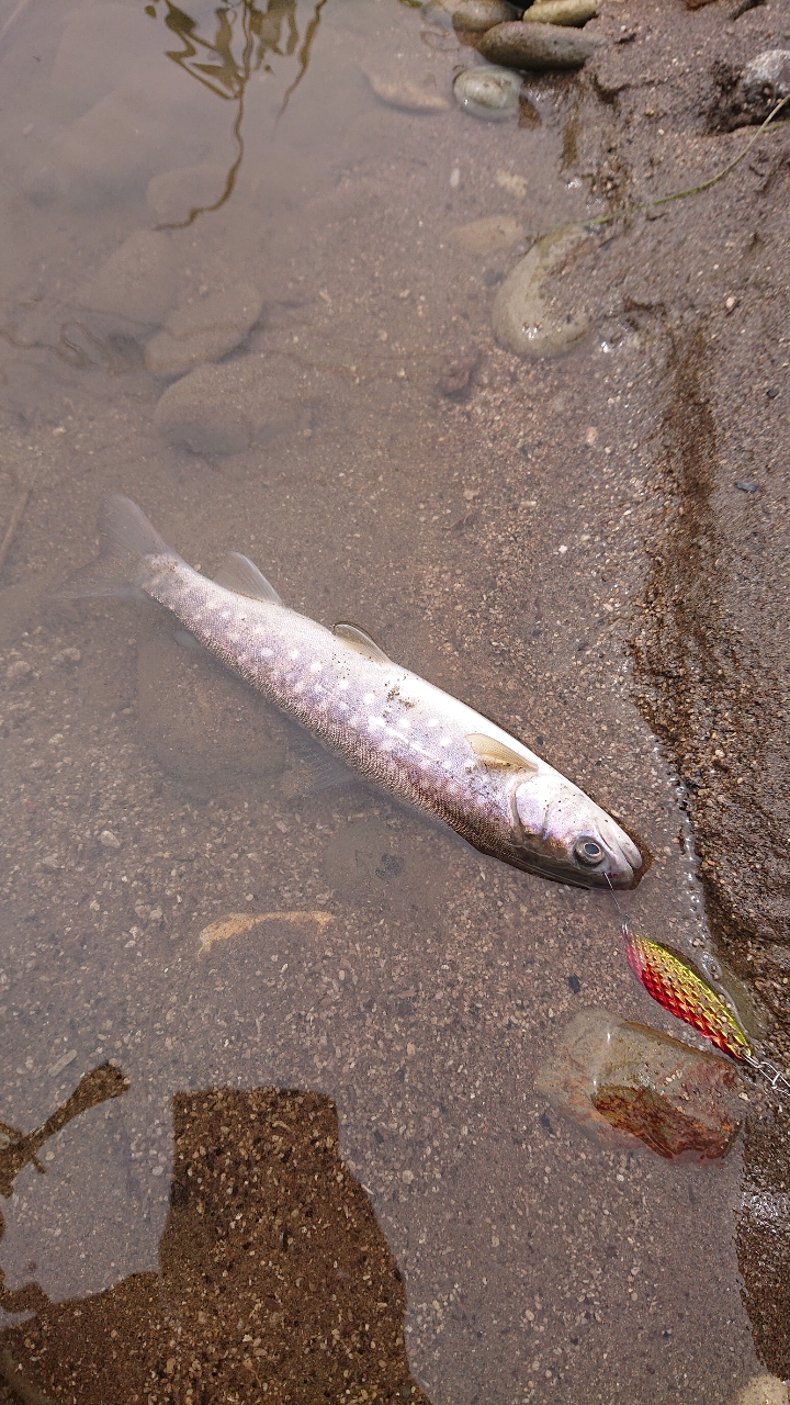 アメマス