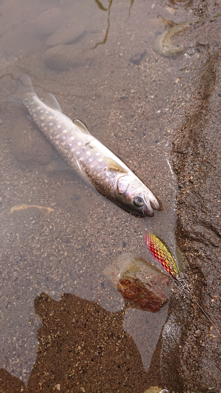 アメマス