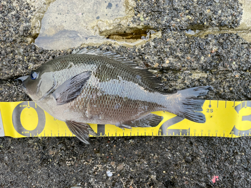 グレの釣果