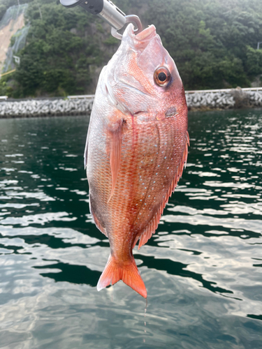 タイの釣果