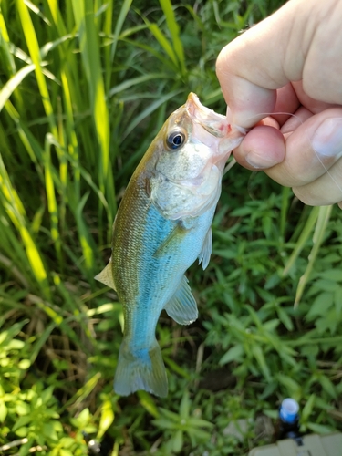 ラージマウスバスの釣果