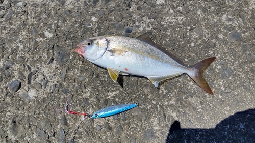 ネイリの釣果