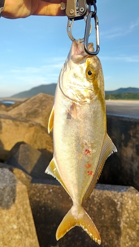 ショゴの釣果