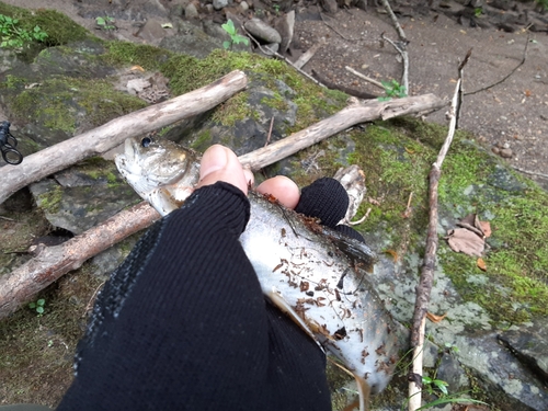 オショロコマの釣果