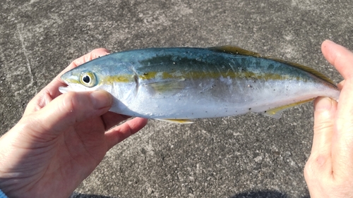 ツバスの釣果