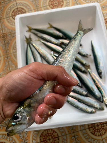 イワシの釣果