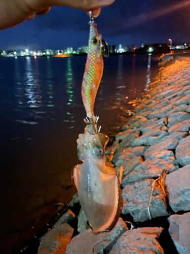 コウイカの釣果