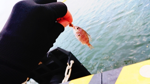 チャリコの釣果