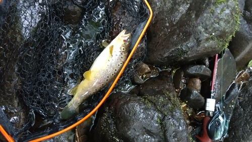 ブラウントラウトの釣果