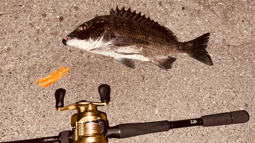 クロダイの釣果