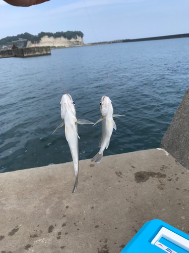 イシモチの釣果