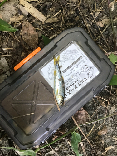 カワムツの釣果